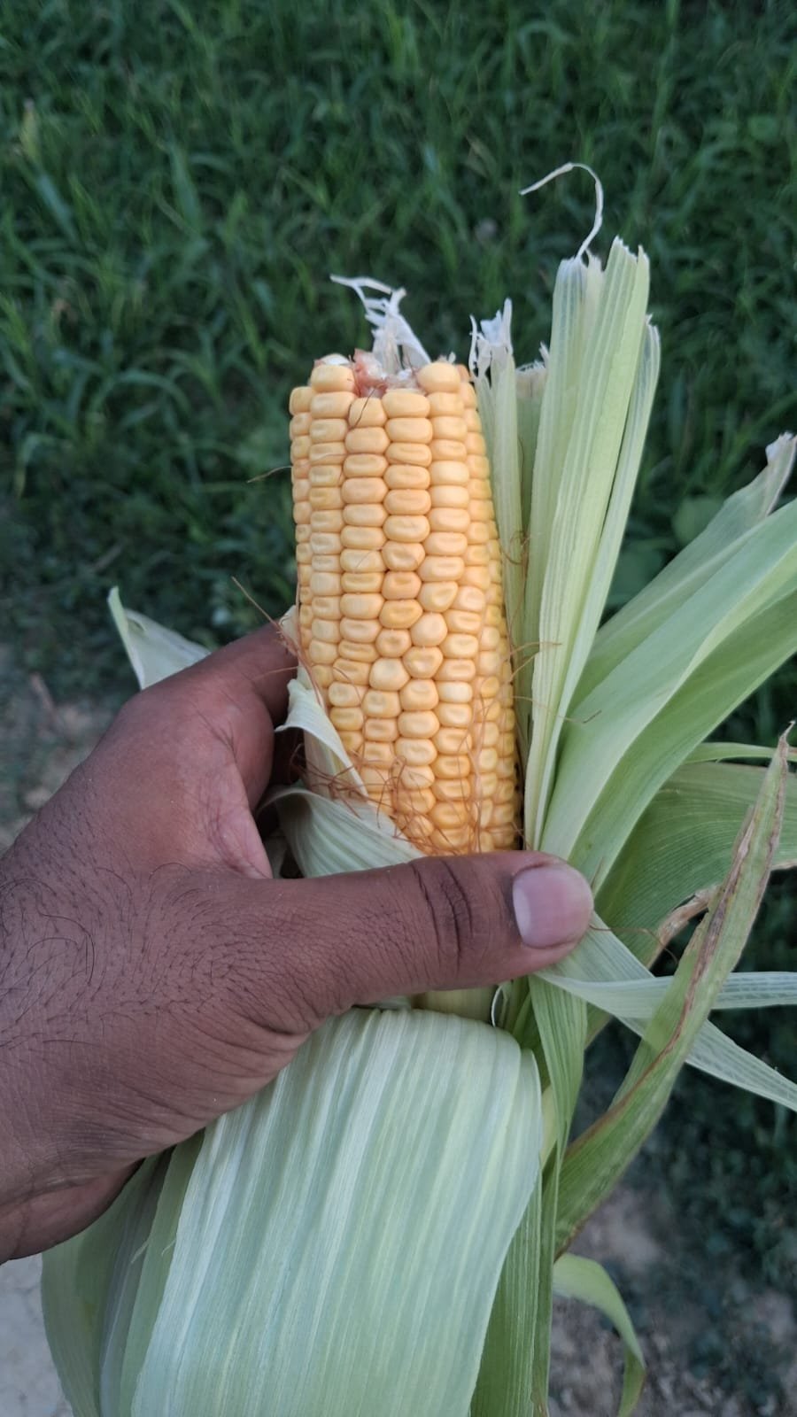 Fresh maize cob inspected in the field